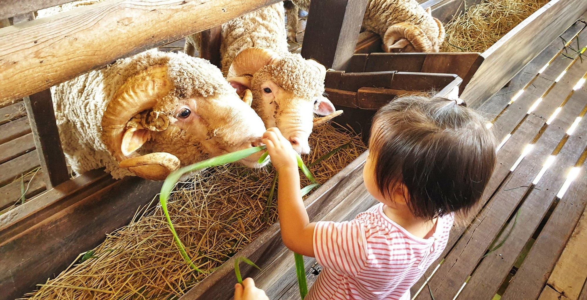 Memberikan Makan 3 Jenis Hewan Australia di Primo Piazza Thailand