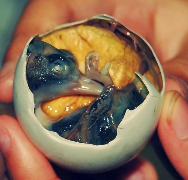 Kai Khao (Balut)