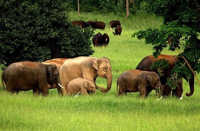 Wisata Safari di Thailand