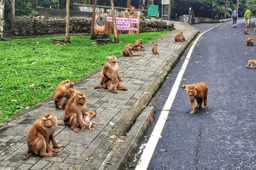 Bukit Monyet di Kota Phuket