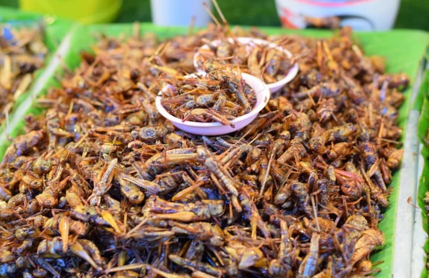 Jangkrik (Jing Reed)