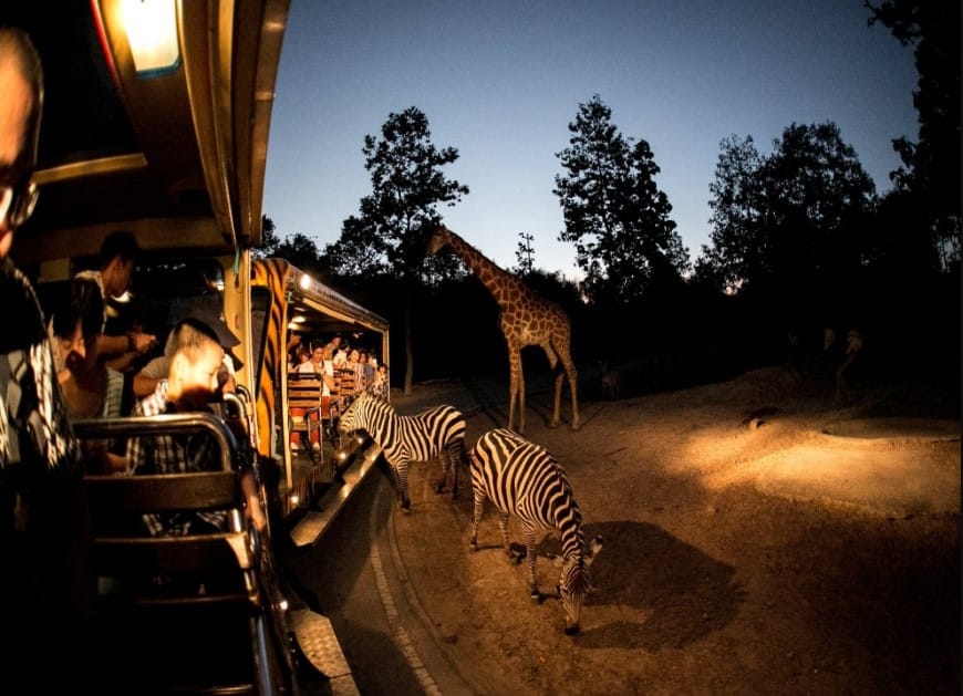 Sensasi Petualangan Malam di Night Safari CM Thailand, Pengalaman Tak Terlupakan di Chiang Mai, Foto excursionmania.com