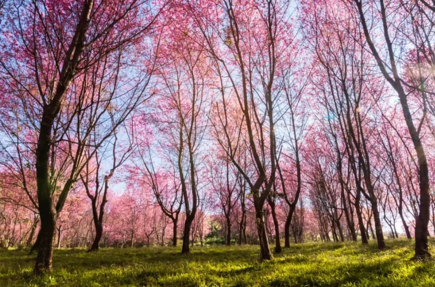Menikmati Keindahan Bunga Sakura Mekar di Phu Lom Lo Loei Thailand, Foto ik.imagekit.io