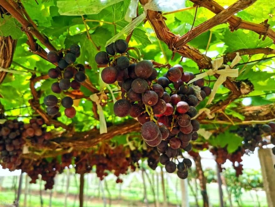 Kebun Anggur PB Valley Khao Yai