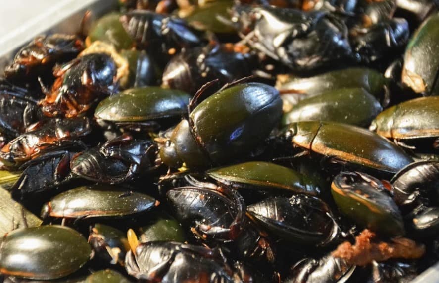 Kumbang Air (Maeng Kee Siang)