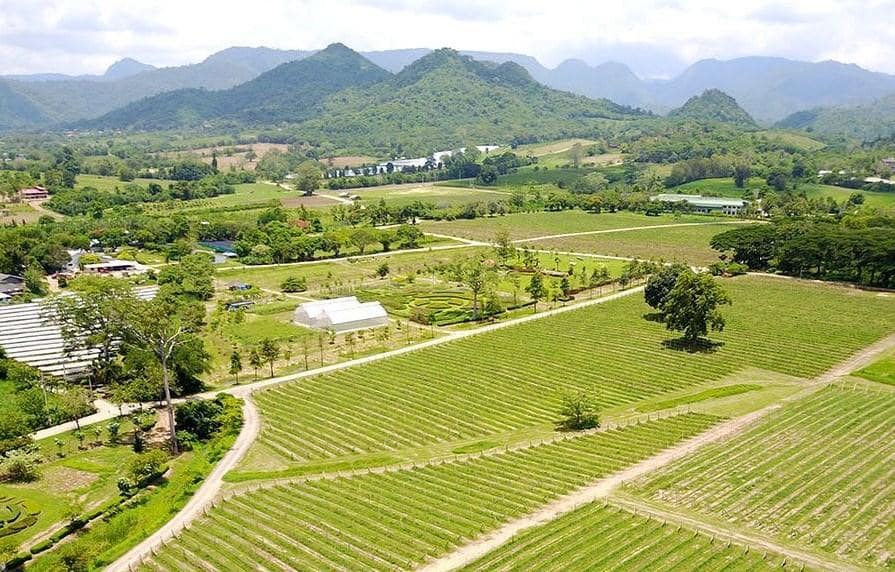 PB Valley Winery Khao Yai Adalah Kebun Anggur Pertama dan Terbesar di Khao Yai