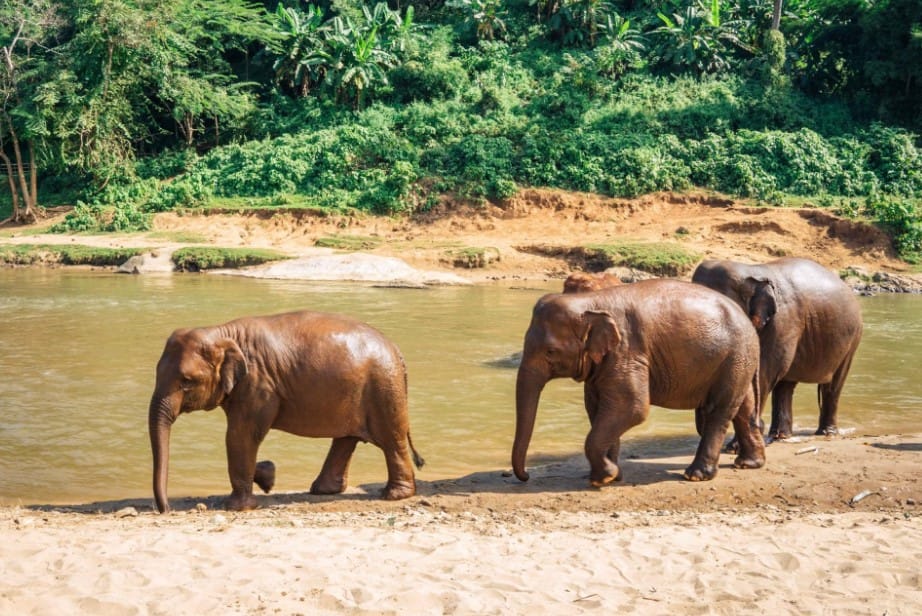 Elephant Nature Park