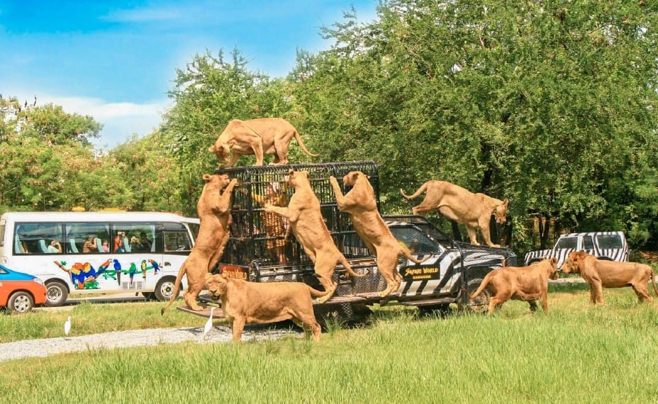 Safari World Bangkok, Foto ygeaubvgipoqjijweyaf.supabase.co