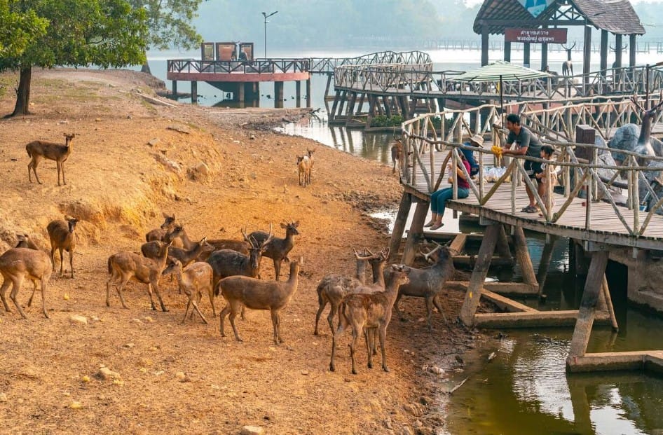 Deer Suspension Bridge