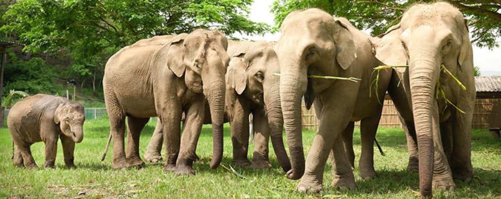Tempat Terbaik untuk Melihat Gajah di Thailand