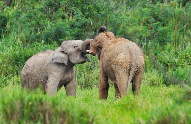 Elephant and Wildlife Watching in Kuiburi National Park - Private Afternoon Tour