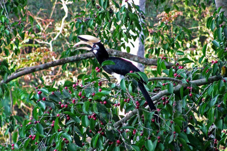 Burung Enggang di Taman Nasional Khao Sok